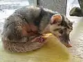 Formosan ferret-badger