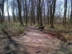 Fox Covert