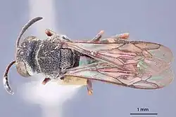 Example species