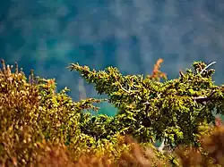 Plantlife on Frøya