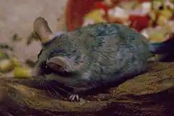 Gray dormouse