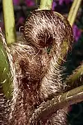 The alien Sphaeropteris cooperi can be distinguished from A.&nbsp;glaucifolia by the red and white scales on its new fronds.