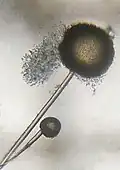 Fungus on garlic cloves seen with the Foldscope