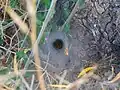 An agelena hiding in its funnel