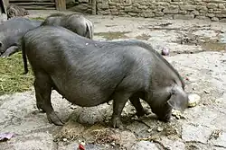 a small dark grey sow with hanging belly