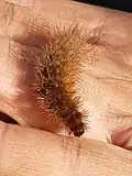 Ruby tiger caterpillar, Phragmatobia fuliginosa