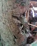 Silver Y moth, Autographa gamma, hiding on a log