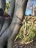 Coppicing sycamore – cutting into bird's mouth