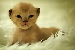 Brown European kitten. The temperature sensitive colourpoint restriction gene causes brown kittens to be born with light coats.