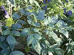 Lower leaf