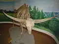 Fossils of the Bison latifrons