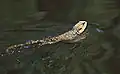 Swimming across river in Melbourne