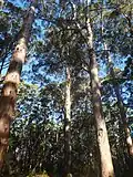 In the centre from a distance