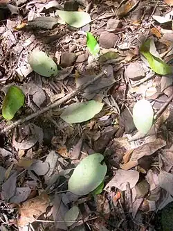 White beech - fallen leaves, near Dungog