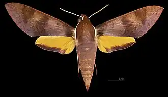 Female dorsal