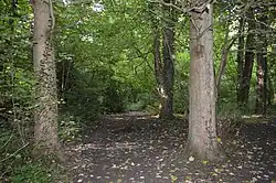 Gobions Wood