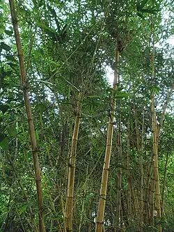Bambú (Bambusa vulgaris)