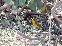 Male at Mailee Thaatch (11,000&nbsp;ft.) in Kullu - Manali District of Himachal Pradesh, India