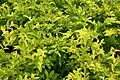 Golden Duranta (Sheena's Gold)