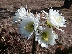 Flowers blooming