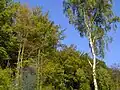 Grabownica