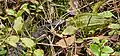 Grass snake eating a frog in the forest in Poland