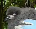 Young bird
