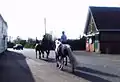 Horses in the village
