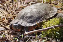 An adult female wood turtle in the refuge on April&nbsp;28, 2022.