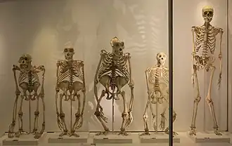 Left to right: Bornean orangutan, female and male western gorilla, chimpanzee, human