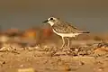 Winter plumage, Darwin, Northern Territory, Australia