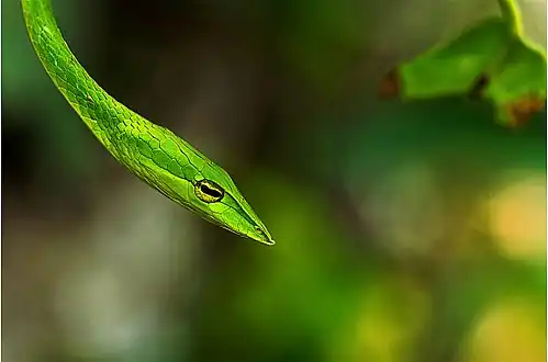 Head