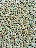 Green japonica rice