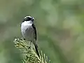 Male at 8,000&nbsp;ft.in Kullu - Manali District of Himachal Pradesh, India