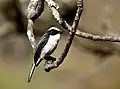 Grey Bushchat