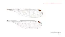 Female wings