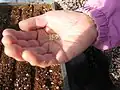 Seeds
