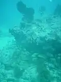 A school of grunts and some soft corals at 9-foot Stake reef