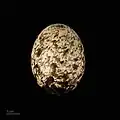 Gygis alba egg - MHNT