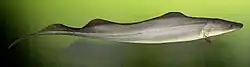 Gymnarchus niloticus propels itself with its full-length dorsal fin, keeping its back straight for electrolocation.