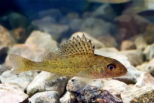 Image 11 Ruffe Photo: Tiit Hunt The Eurasian ruffe (Gymnocephalus cernua) is a species of freshwater fish found in temperate regions of Europe and Asia. The aggressive fish is known to reproduce rapidly, leading to problems when it is introduced to foreign bodies of water. More selected pictures