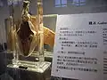 A specimen in the museum