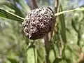 Fruit