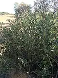 Habit near Ravensthorpe