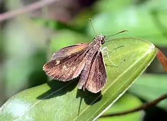 Imago (dorsal view)