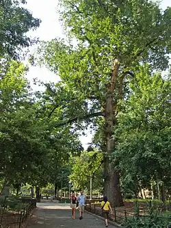 Hangman's Elm in Manhattan's Washington Square Park.