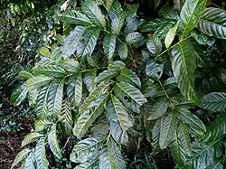 Foliage