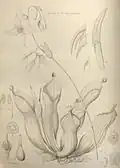 Illustration from Bentham's 1840 description