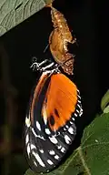 Just emerged