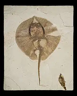 Heliobatis radians, an extinct stingray, had small teeth for crushing snails and other mollusks and barbed spines on the tail for defense. This specimen is about 35 centimetres (14&nbsp;in) long, including the tail.